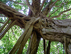 Pu u Ualaka a State Park - Tantalus Mountain